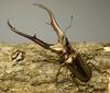Metallifer narrow red stag beetle