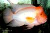 cichlid