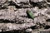 Emerald Ash Borer (Agrilus planipennis)