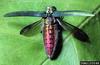 Emerald Ash Borer (Agrilus planipennis)