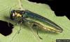 Emerald Ash Borer (Agrilus planipennis)