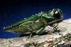 Emerald Ash Borer (Agrilus planipennis)