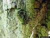 Emerald Ash Borer (Agrilus planipennis)
