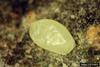 Emerald Ash Borer (Agrilus planipennis) egg