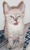 Angry kitten