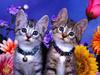 Kitten Brothers