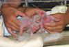 Baby Pandas
