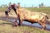 Bull defeats dogs 2
