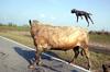 Bull defeats dogs 3