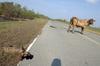 Bull defeats dogs 4