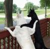 dog pals