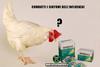 Bird flu - linfluenza