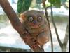 Tarsier
