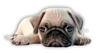 Pug Puppy