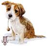 cute puppy in the snow