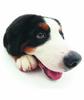 Bernese Mountain Dog puppy