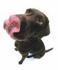 Black lab puppy