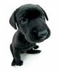 Black Labrador puppy