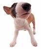 Bull terrier puppy