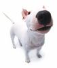 Bull terrier puppy