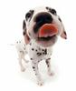 Dalmatian puppy