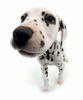 Dalmatian puppy