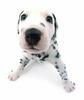 Dalmatian puppy