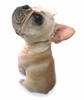 French Bull Dog puppy