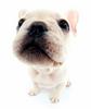 French Bull Dog puppy