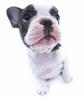 French Bull Dog puppy