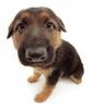 German Shepard puppy