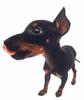 Manchester Terrier puppy