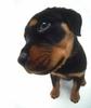 Rottweiler puppy