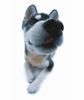 Siberian Huskey puppy