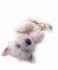 West Highland Terrier puppy