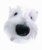 West Highland Terrier puppy