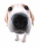 Yellow Labrador puppy