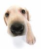 Yellow Labrador puppy