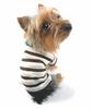 Yorkie puppy