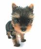 Yorkie puppy