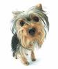 Yorkie puppy