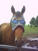 horse humor