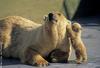 Bear hug