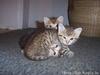 Cute kittens