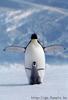 Penguins