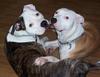My silly pets!!
