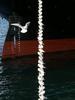 Bird string