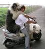 dog riders