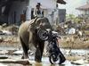 elephant worker
