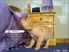 2006 Puppy Calendar - 03